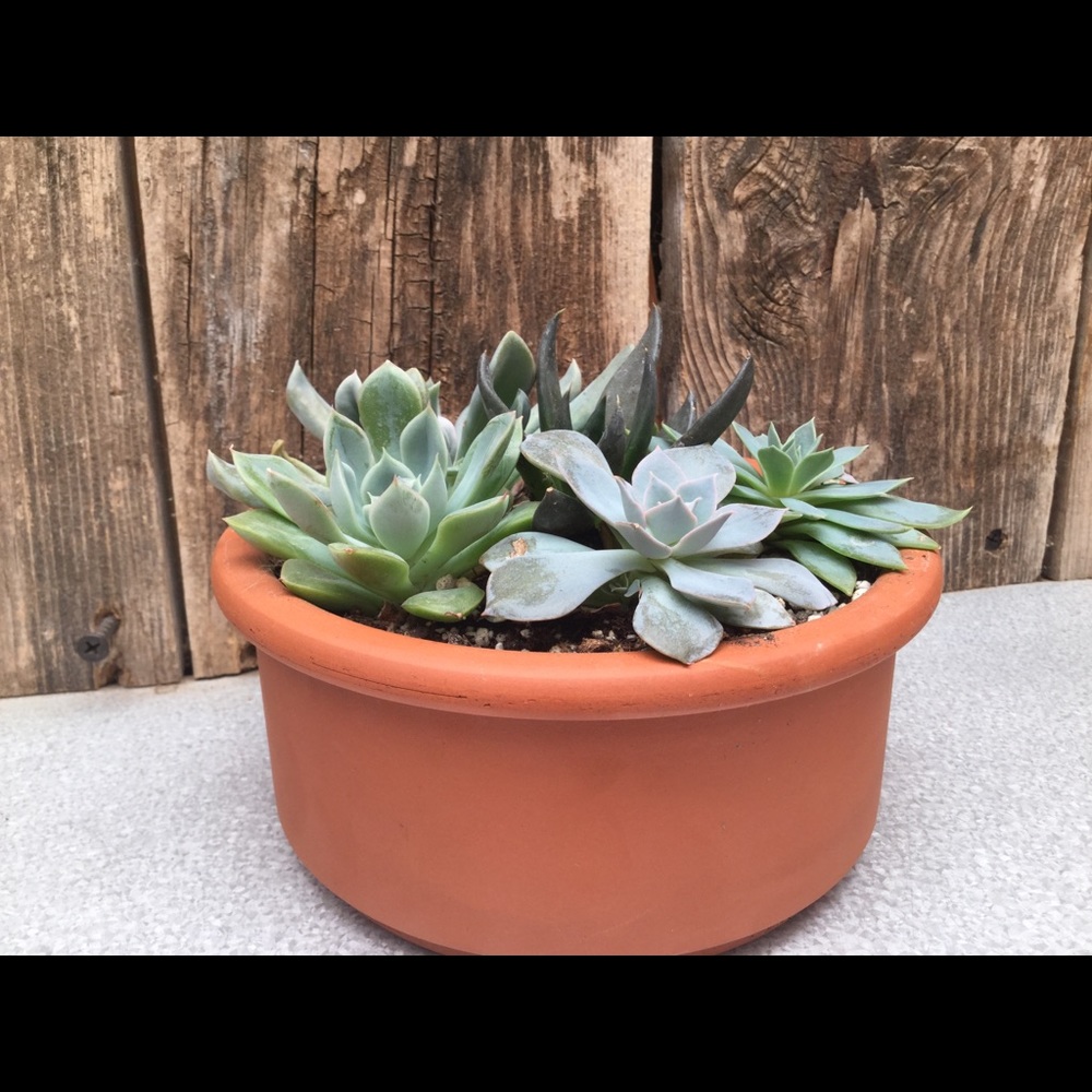 Meet your Posher, Rowan